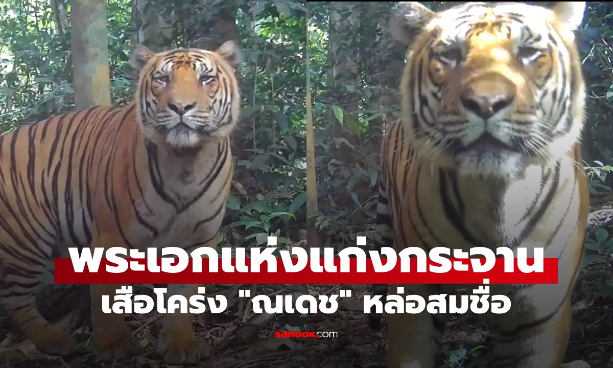 กล้องดักถ่ายจับภาพ \