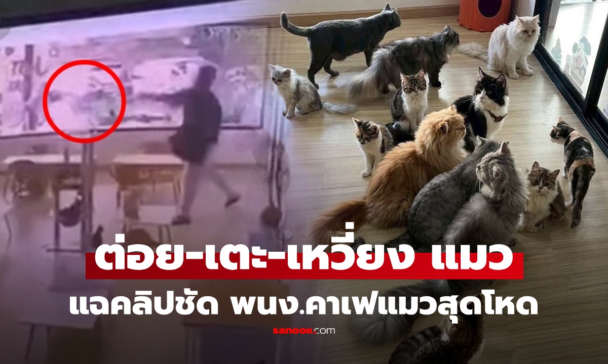 คลิปชัด! แฉคาเฟ่แมวบางเขน เจ้าของโหดทารุณสัตว์ ต่อย-เตะ จับแมวฟาดกำแพง