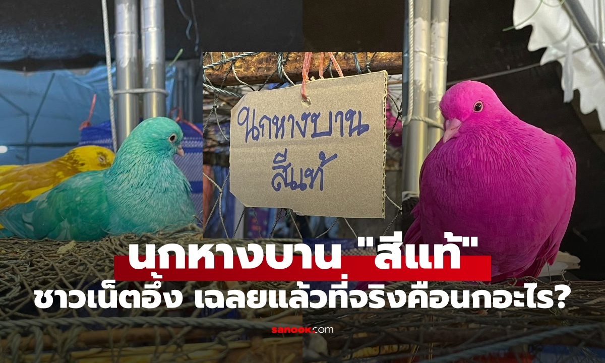 ชาวเน็ตอึ้ง "นกหางบานสีแท้" ขายเกษตรแฟร์ มข. เฉลยแล้วที่จริงคือนกอะไร สีจริงไหม?