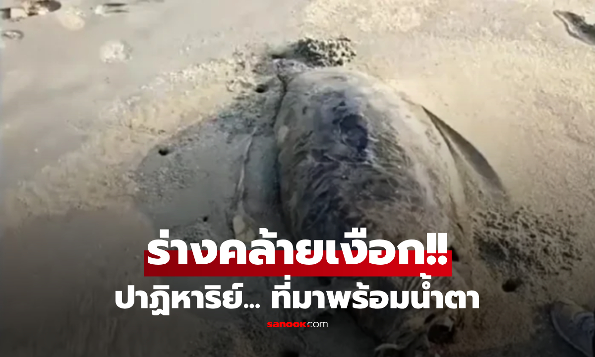 ตะลึงทั้งหาด! ร่างปริศนาคล้าย "นางเงือก" เกยตื้นที่จีน กูรูเฉลยแล้วตัวอะไร น่าเศร้ากว่าที่คิด