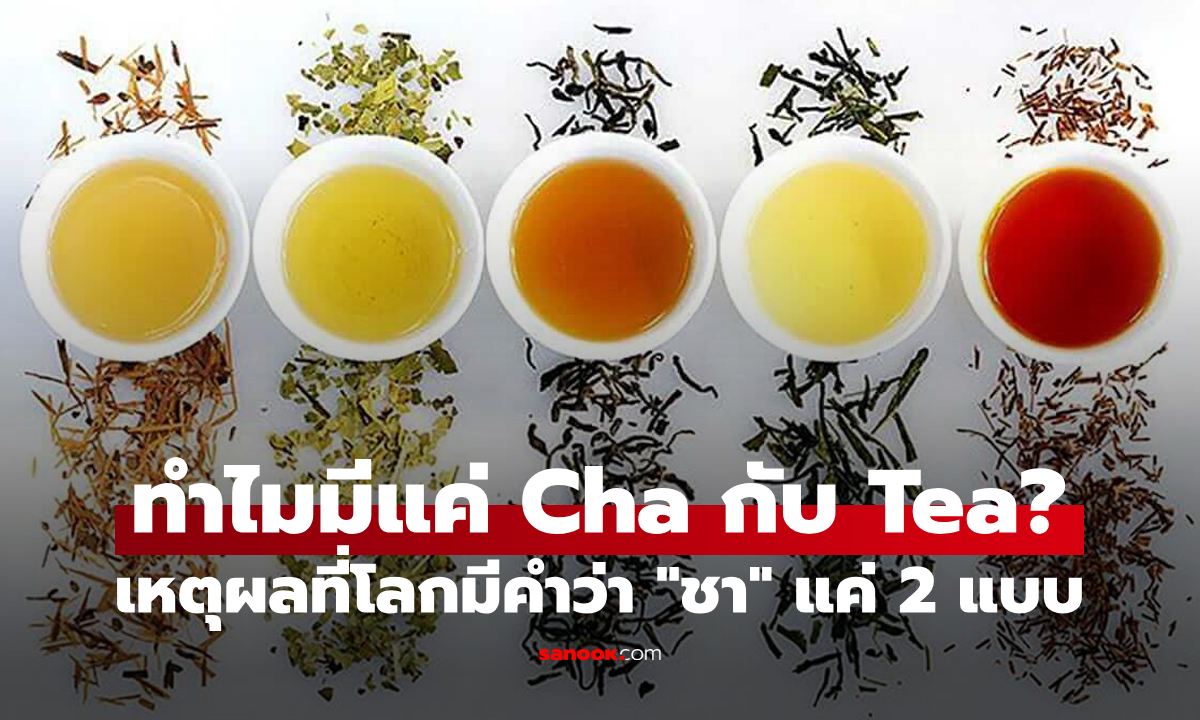 ทำไมคำว่า “ชา” บนโลกนี้ถึงมีรากศัพท์แค่ 2 แบบ คือ Cha กับ Tea?