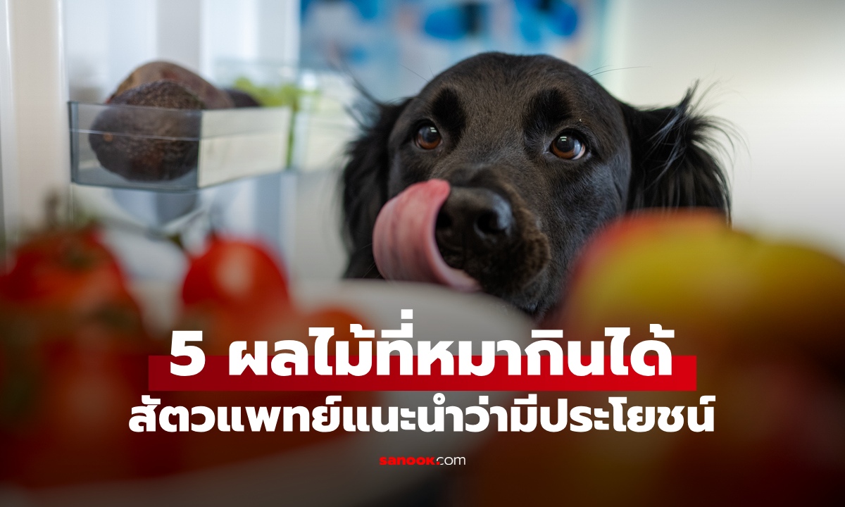 สัตวแพทย์แนะนำ 5 ผลไม้ปลอดภัย "หมากินได้" มีประโยชน์ต่อสุขภาพสุนัข