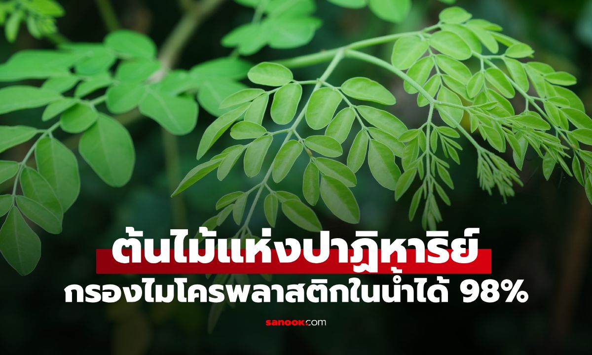 คนไทยรู้จักดี "ต้นไม้แห่งปาฏิหาริย์" วิจัยพบ กรองไมโครพลาสติกในน้ำประปาได้ 98%