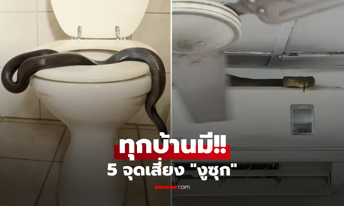 ภัยหน้าร้อน! เปิด 5 จุดเสี่ยงในบ้าน "งู" มักแอบเข้ามาซ่อนตัว พร้อมวิธีบล็อกทางเลื้อยได้ผลจริง