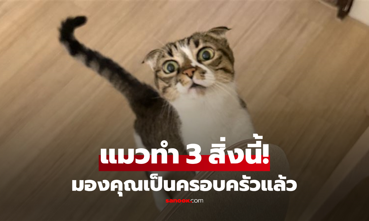 ทาสแมวต้องรู้! 3 สัญญาณใจฟู บอกชัดว่า "แมวไว้ใจ" มองคุณเป็นครอบครัวแล้ว