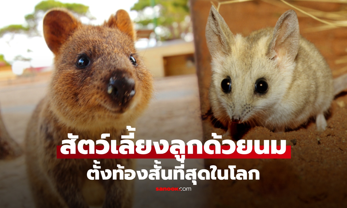เปิด 20 สัตว์เลี้ยงลูกด้วยนม "ตั้งท้องสั้นที่สุดในโลก" อันดับ 1 แค่ 11 วันก็คลอด!