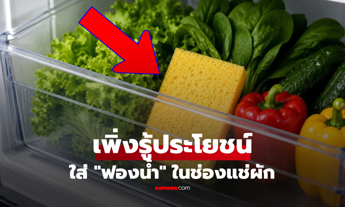 ทำไมควรใส่ "ฟองน้ำ" ในช่องแช่ผักตู้เย็น? ประโยชน์สุดล้ำที่หลายคนไม่เคยรู้
