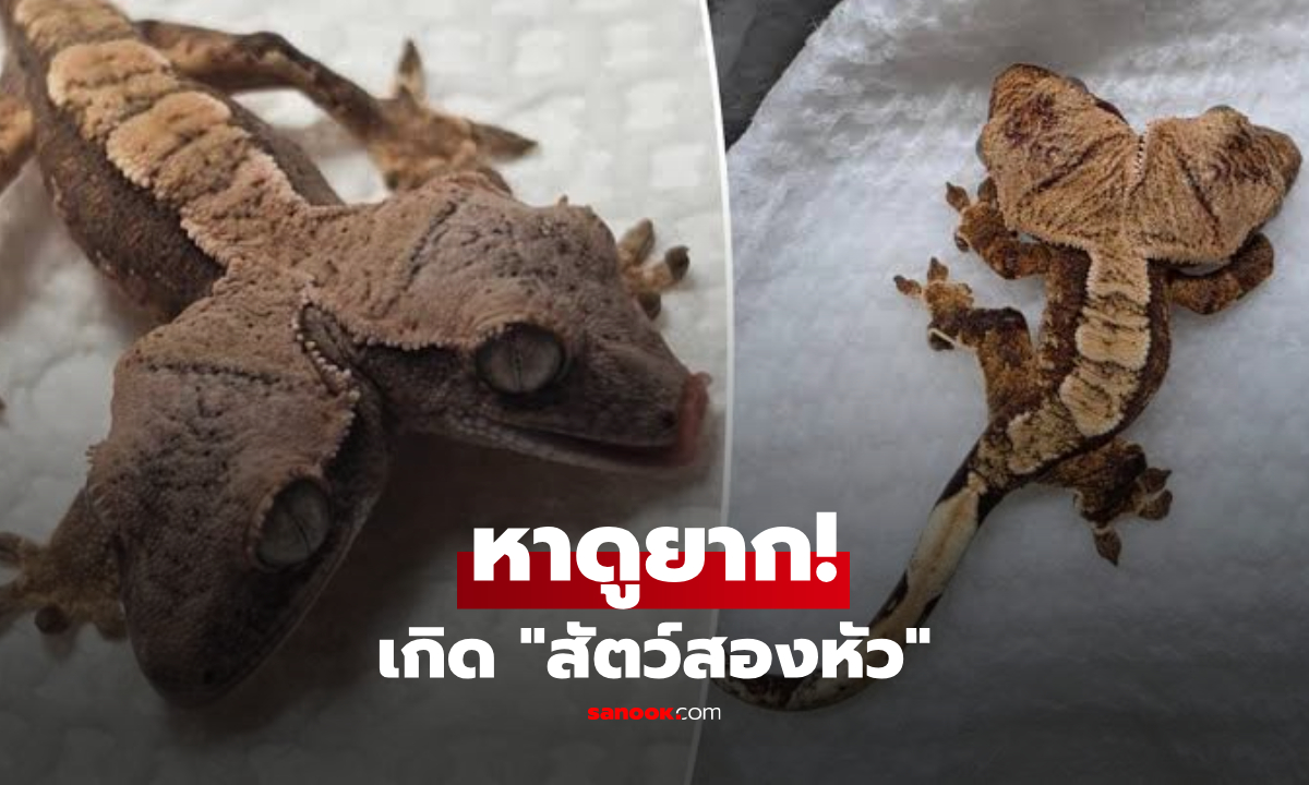 เห็นภาพซ้อนหรือเปล่า? ถือกำเนิด "สัตว์สองหัว" สุดหายาก รอดชีวิตครบ 4 สัปดาห์แล้ว!
