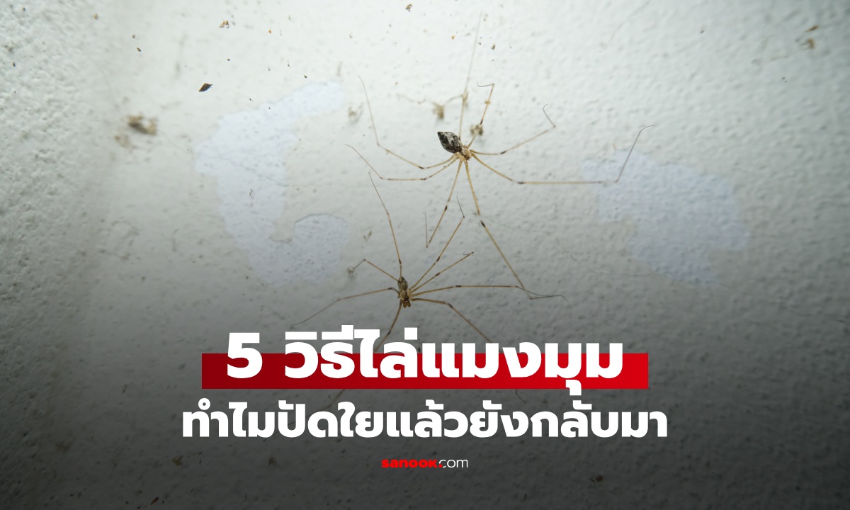 5 วิธีไล่แมงมุม ทำไมปัดหยากไย่ทิ้งยังกลับมาที่เดิม เคล็ดลับป้องกันแมงมุมชักใยในบ้าน
