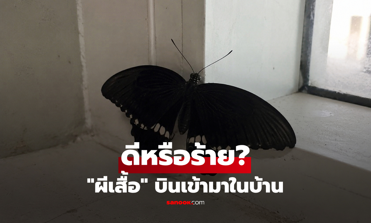 "ผีเสื้อเข้าบ้าน" สายมูว่าลางดี แล้ววิทยาศาสตร์ว่าไง? เปิดความจริงก่อนตีเลขเด็ด!