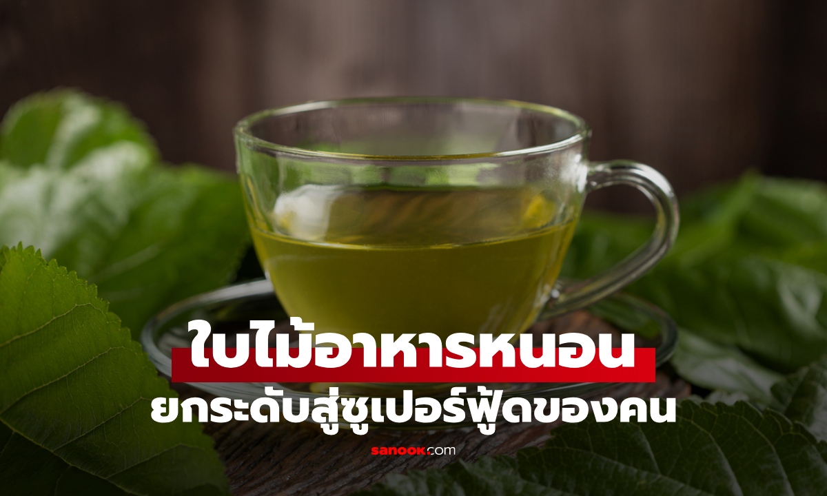 ใบไม้ที่เคยเป็น "อาหารหนอน" ยกระดับสู่ซูเปอร์ฟู้ด เครื่องดื่มต้านโรค ลดน้ำตาลในเลือด