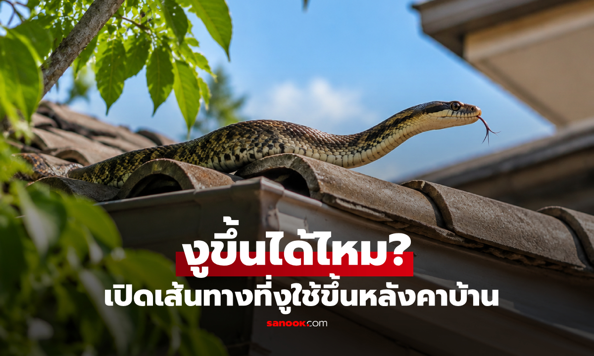 งูขึ้นหลังคาบ้านได้ไหม? เปิดวิธีที่งูใช้ขึ้นที่สูง พร้อมวิธีป้องกันไม่ให้เข้าบ้าน