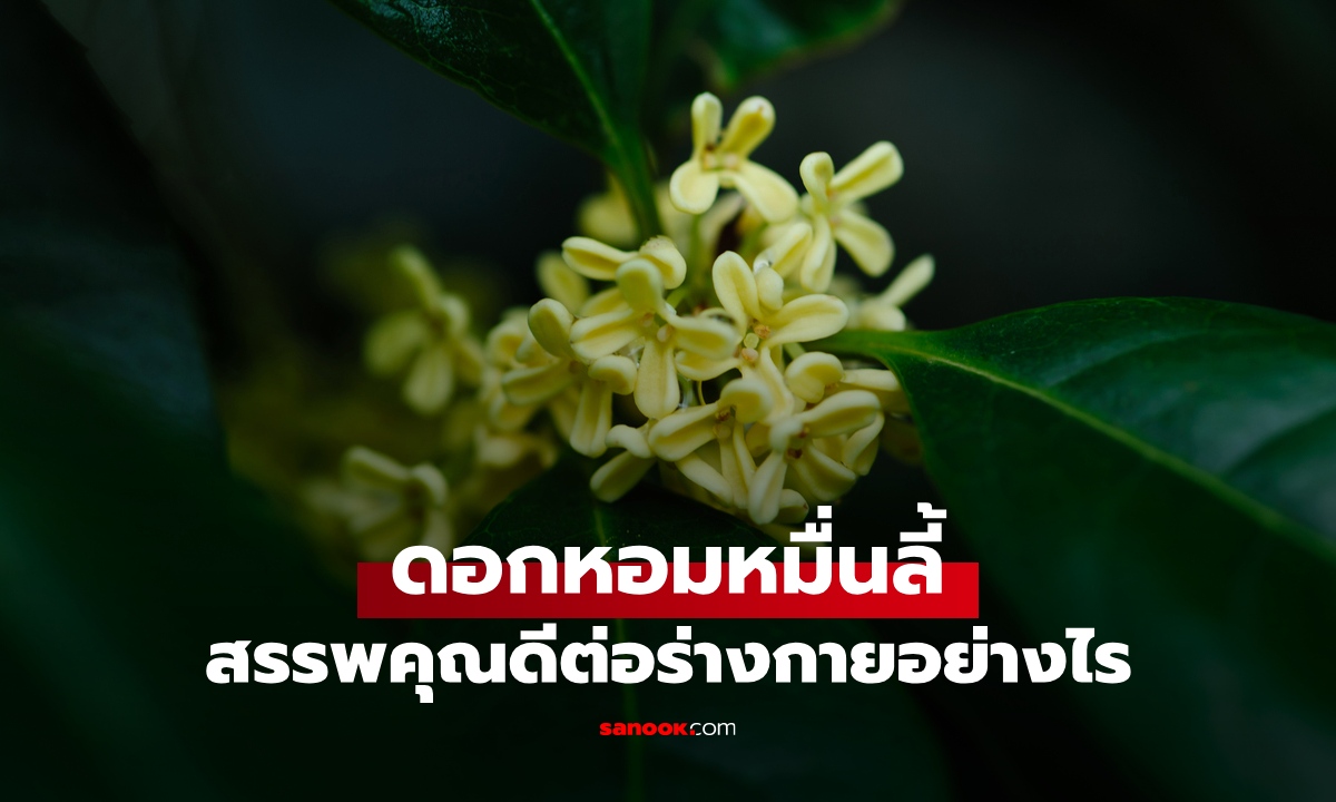 เปิดสรรพคุณ "หอมหมื่นลี้" ดอกไม้กลิ่นหอมที่สุดในเอเชีย กินแล้วดีต่อสุขภาพอย่างไร?