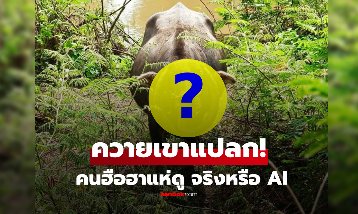ไม่ใช่ AI! เปิดภาพควายดำ “เขาแปลก” ชาวเน็ตฮือฮาแห่ชม งงโค้งเป็นทรงนี้ได้ไง?