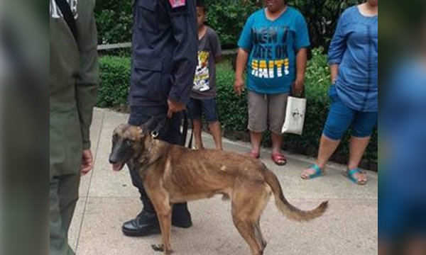 ชาวเน็ตวิจารณ์สนั่น สุนัขตำรวจ K9 ผอมโซ แต่ยังปฏิบัติภารกิจ