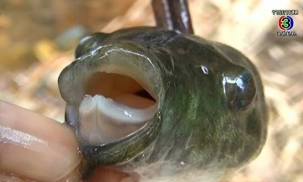 นักท่องเที่ยวขอความเป็นธรรมให้ \