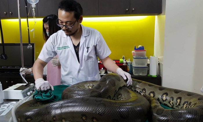 ยกนิ้วให้! สัตวแพทย์ไทยช่วยงูอนาคอนด้า ผ่าเนื้องอกออก