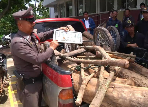 รวบแก็งตัดไม้พะยูงเขตอุทยานแห่งชาติน้ำพอง