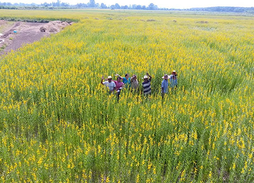 พบทุ่งปอเทืองบานสะพรั่งบนที่200ไร่ในจ.กำแพงเพชร