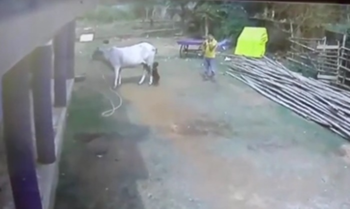 อุทาหรณ์พ่อแม่ ฤทธิ์ขาหลังวัว ดีดเด็กน้อยกระเด็นไกล