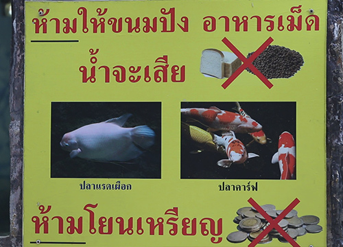 ขอนแก่นพระห้ามโยนเหรียญเพราะทำให้ปลาตาย