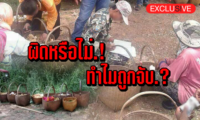 ผิดหรือไม่! ทำไมถูกจับ? แค่เก็บเห็ดในอุทยานแห่งชาติ