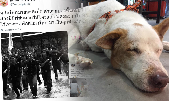 ปิดตำนาน "พี่เบื่อ" สุนัขรั้ว มช. อีกดาวเด่นรับน้องขึ้นดอย