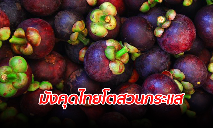 ต่างชาติชื่นชอบ มังคุดไทย ครึ่งปีแรกส่งออกมูลค่า 325 ล้านเหรียญสหรัฐ